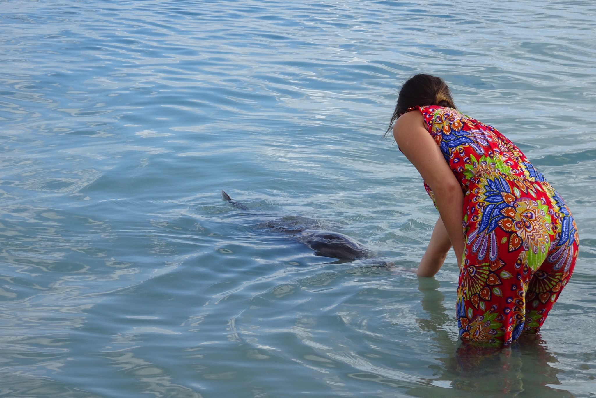 Feeding the dolphins